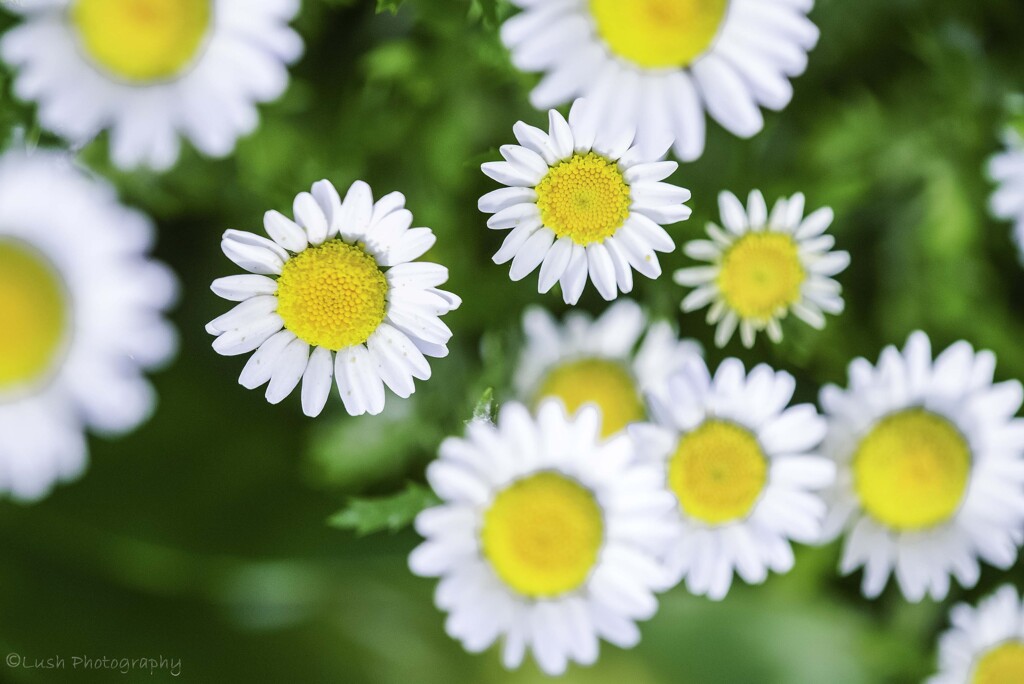 路傍の花・・・・