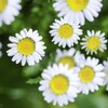 路傍の花・・・・