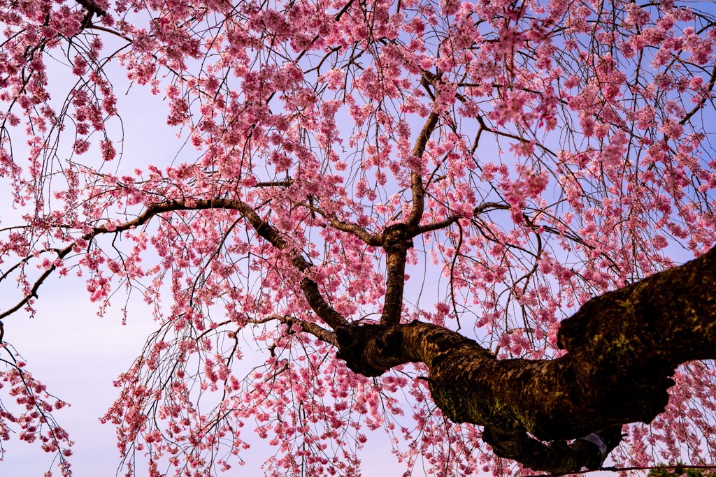 sakura