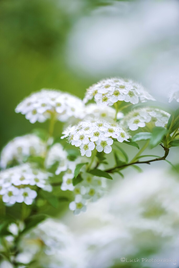 路傍の花・・・・