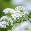 路傍の花・・・・