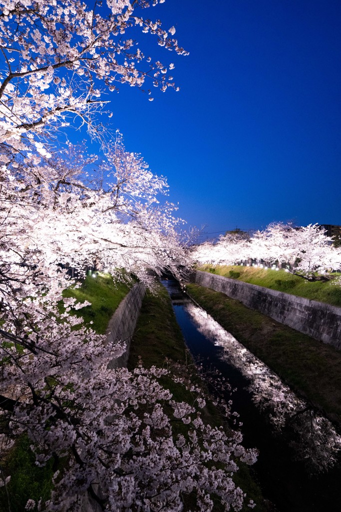 sakura