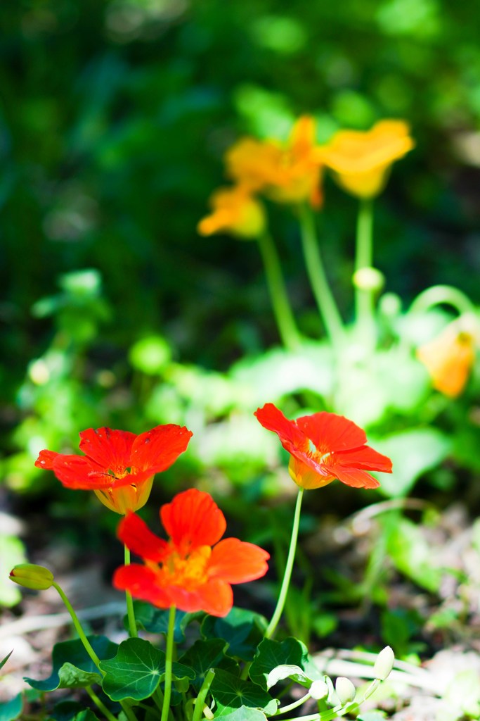 路傍の花