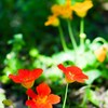 路傍の花