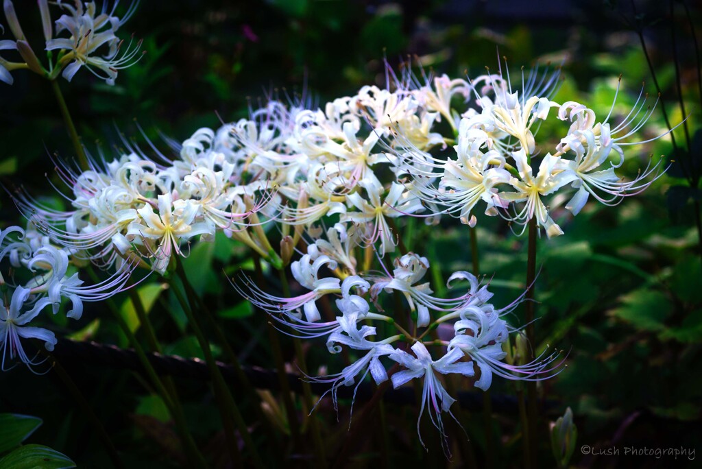 曼珠沙華・・・・