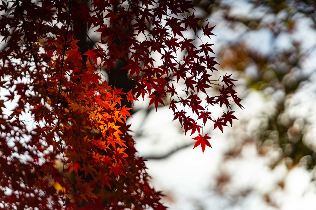 秋葉山慈眼寺の秋色