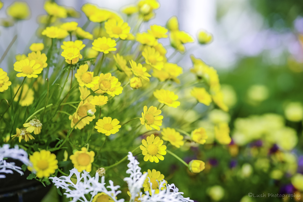 路傍の花・・・・