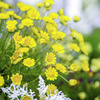 路傍の花・・・・