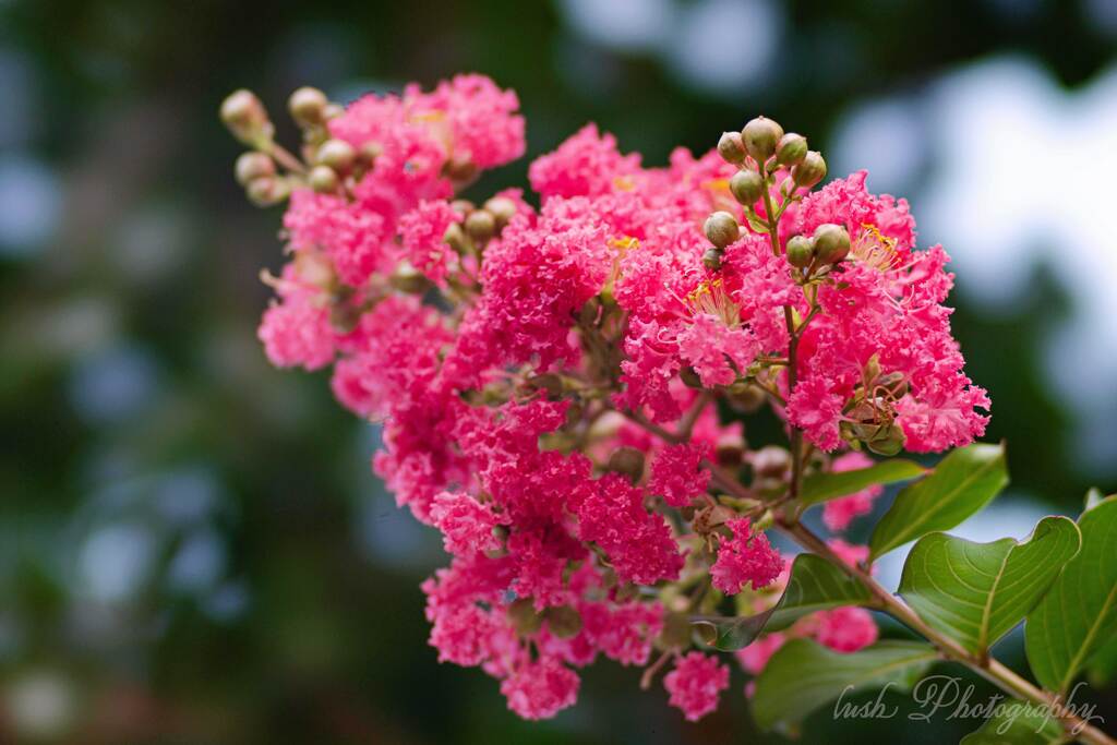 路傍の花・サルスベリ