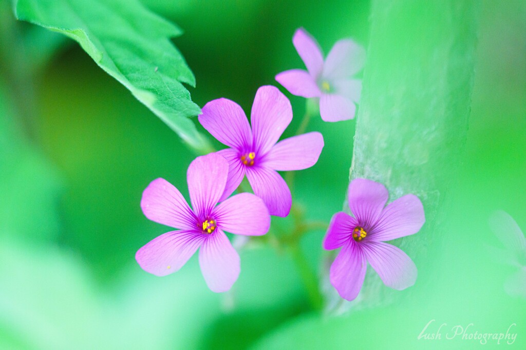 路傍の花・・・・