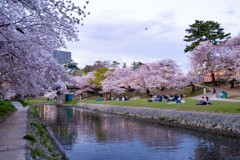 岡崎公園の桜