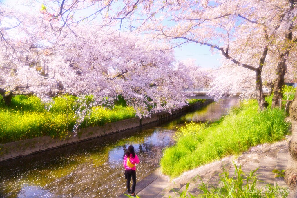 桜・・・・