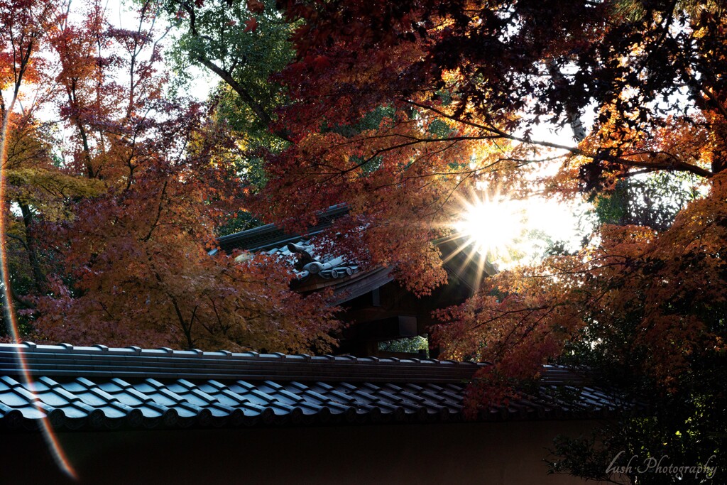 大森寺の紅葉