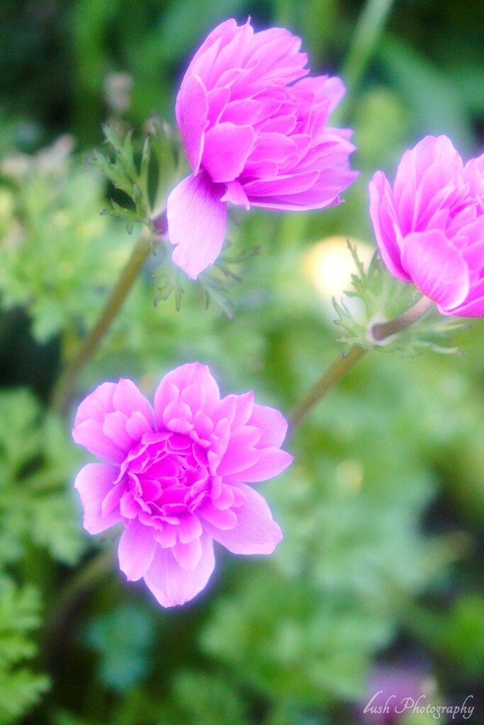 路傍の花・・・・