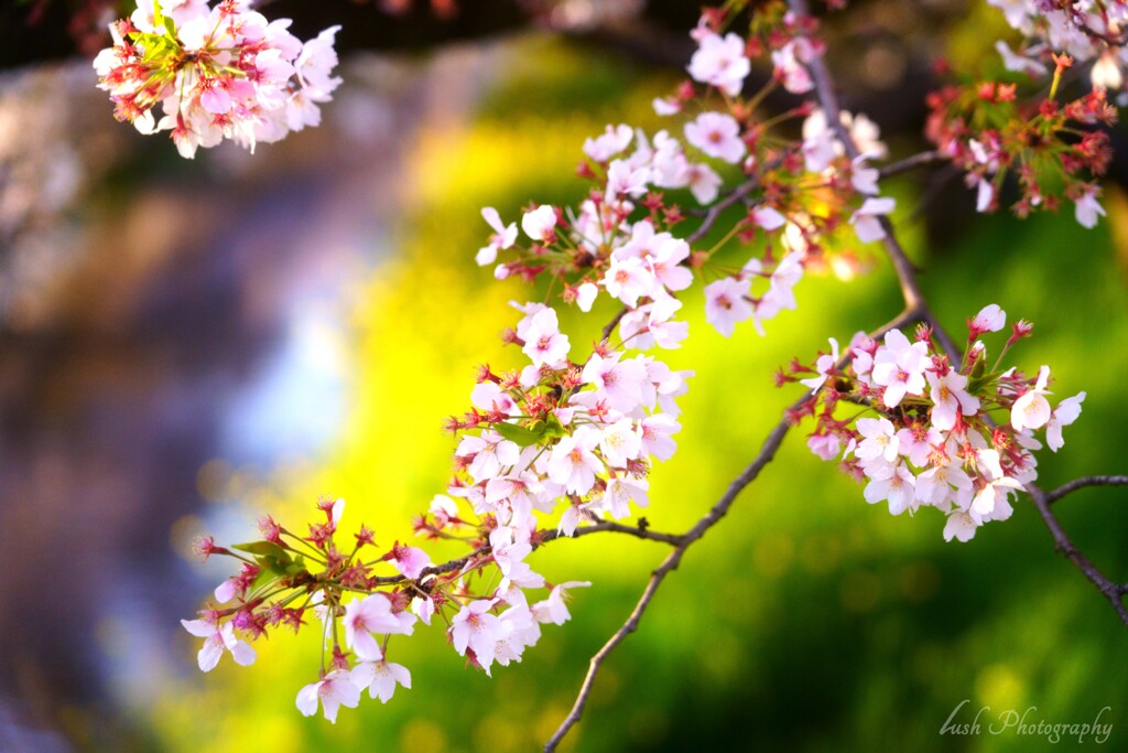 桜・・・