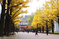 赤レンガ北海道庁 銀杏並樹1
