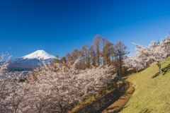 富士山