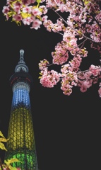 スカイツリーと桜