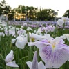 夕暮れの花菖蒲