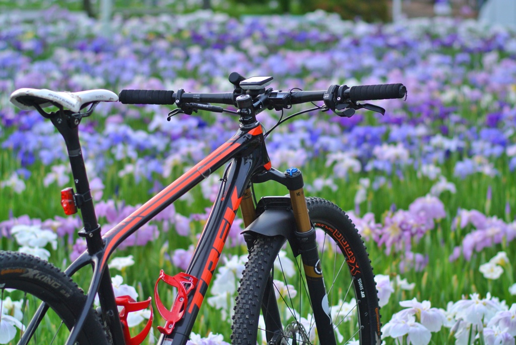 花菖蒲とMTB