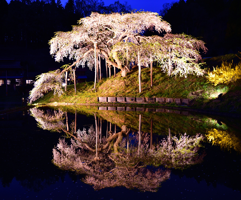 中島の地蔵桜