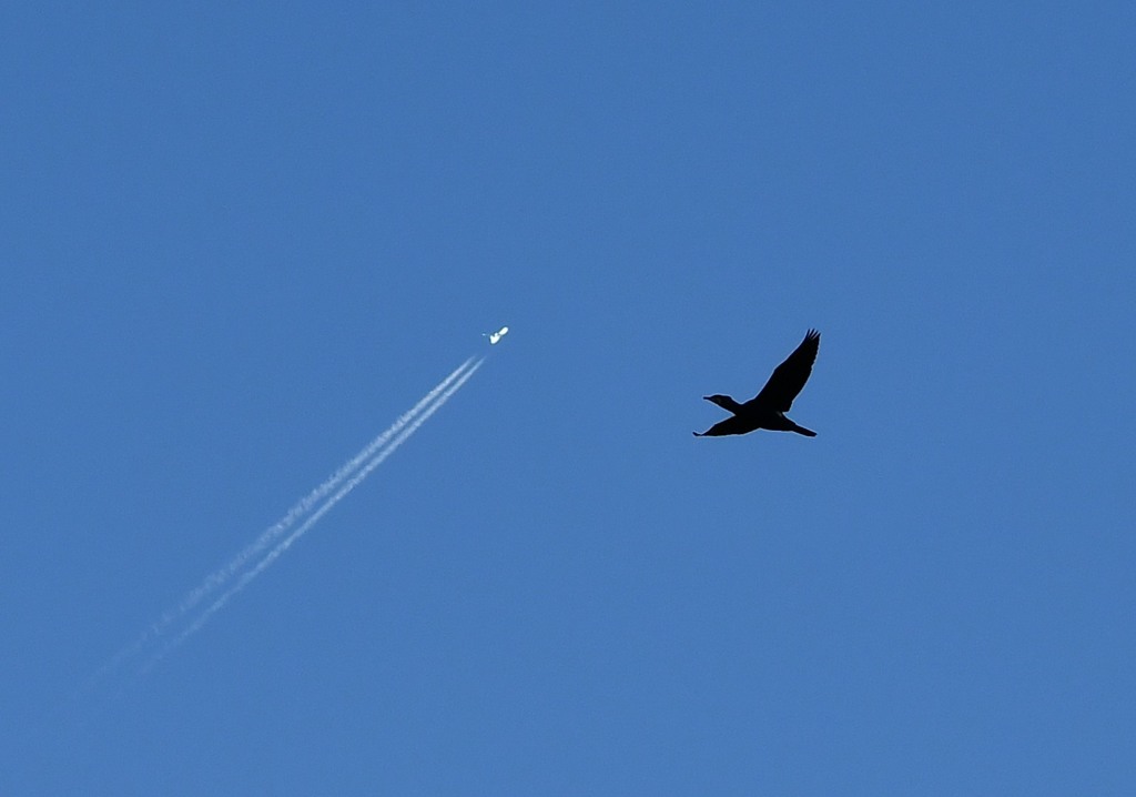 カモと飛行機