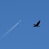 カモと飛行機