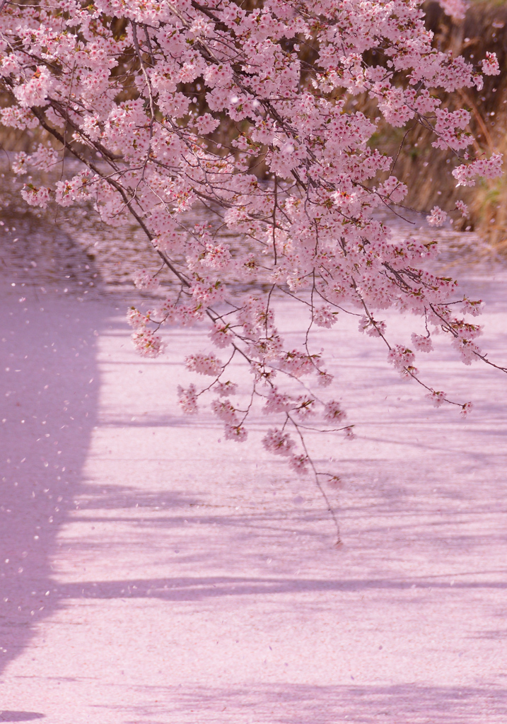 桜吹雪