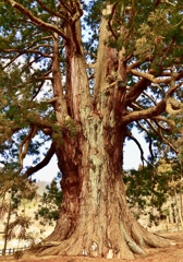 福島県1位の巨木①