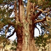 福島県1位の巨木①
