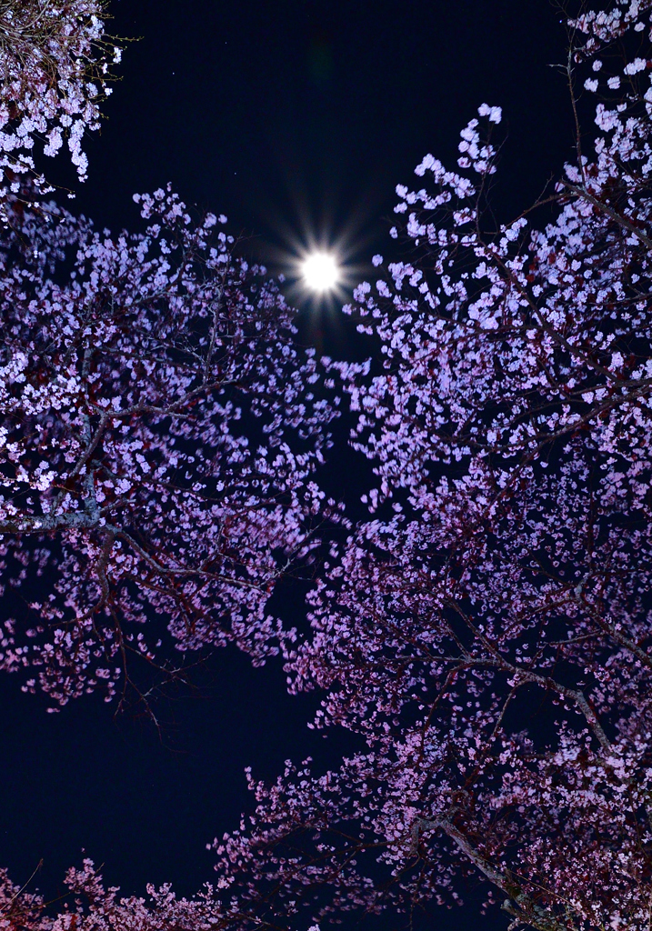 月桜①