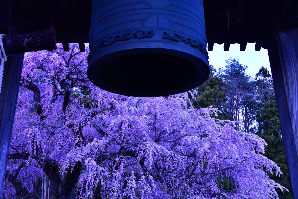 永泉寺のしだれ桜