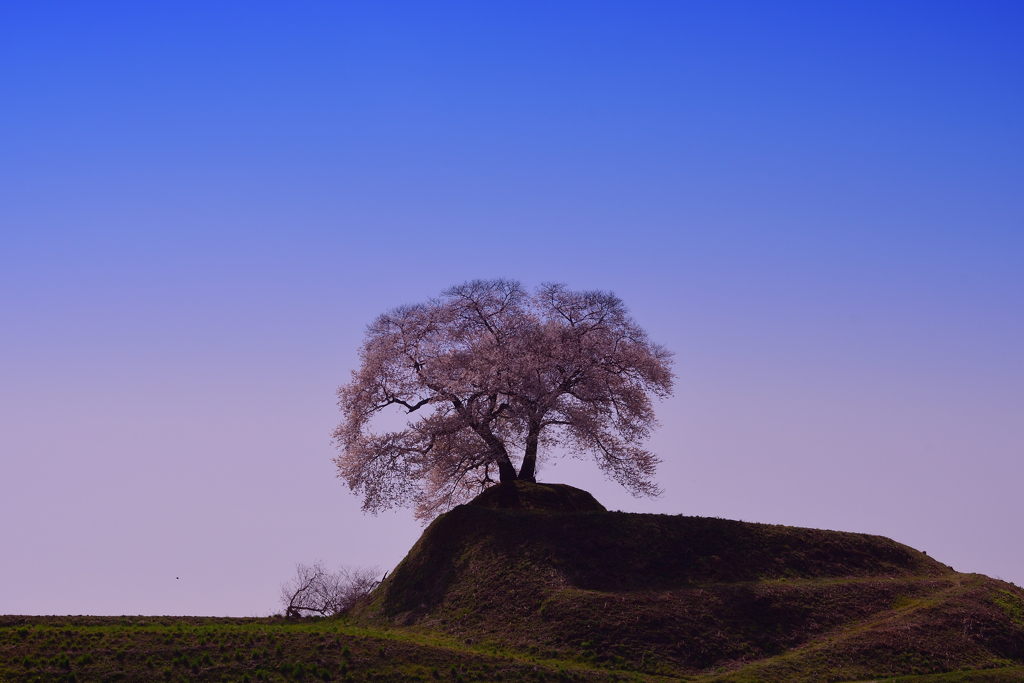 平堂壇の桜