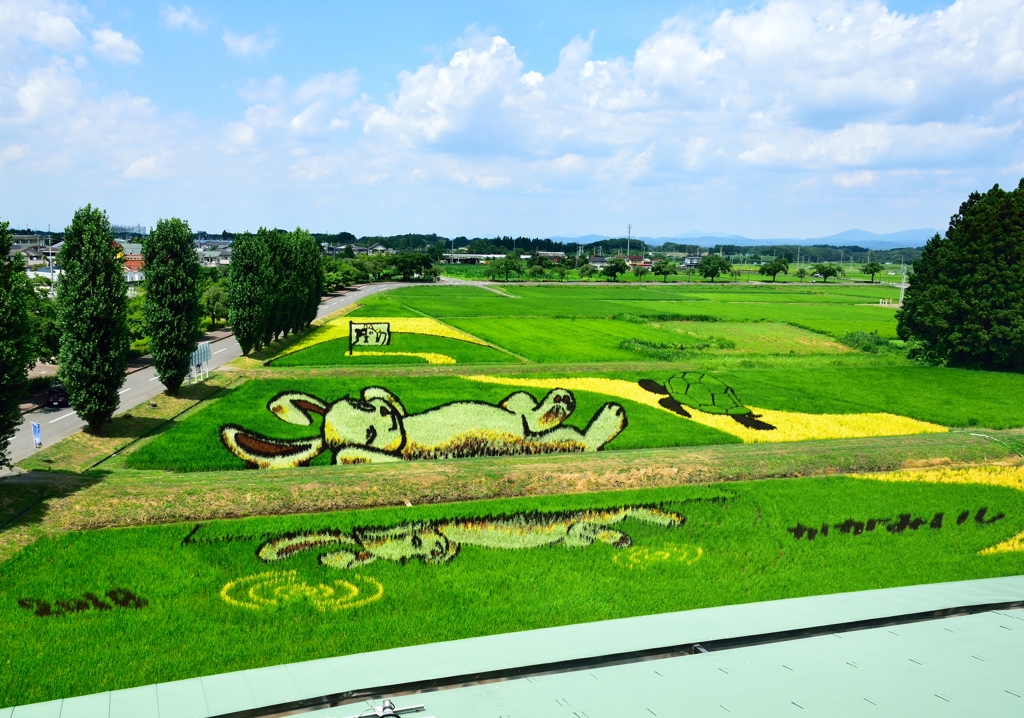 夏の田んぼアート