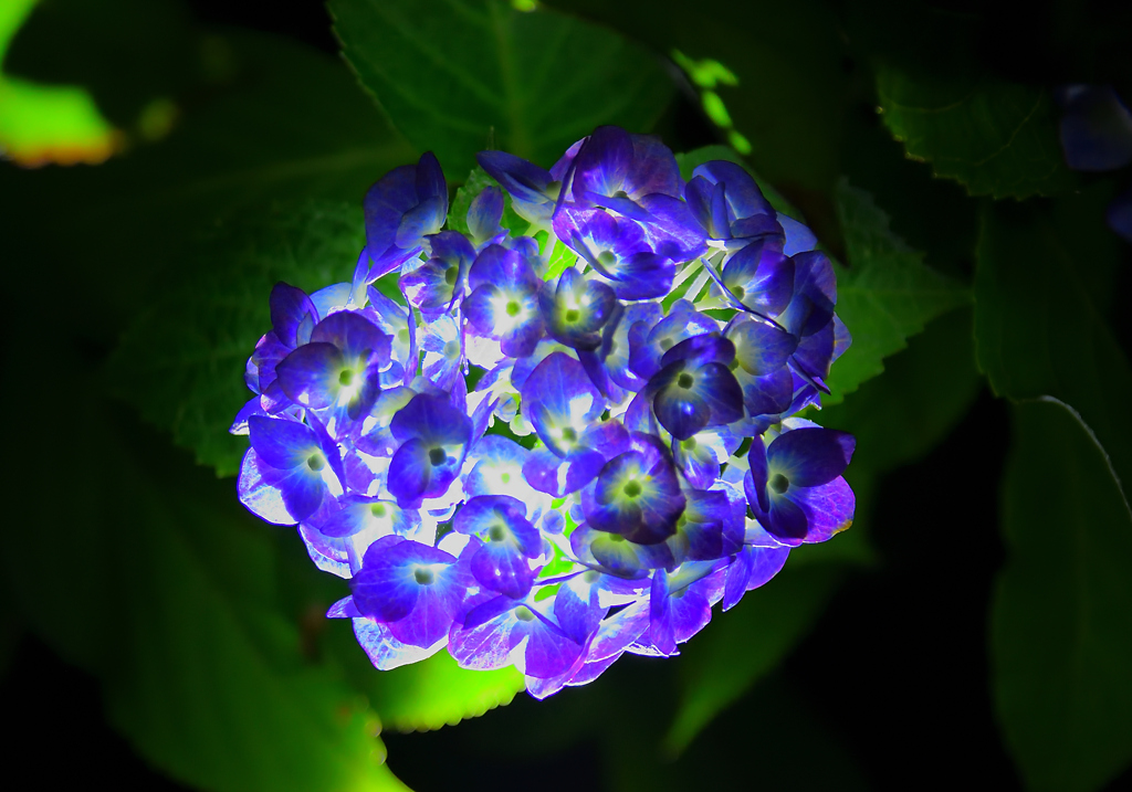 光る紫陽花