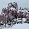 雪桜