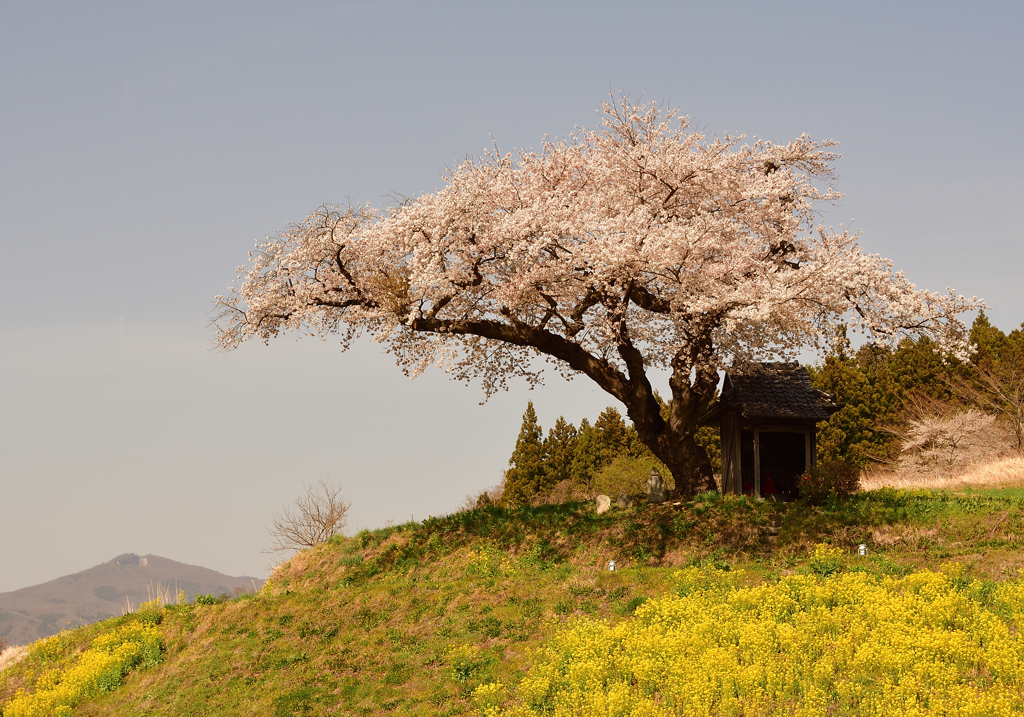 小沢の桜