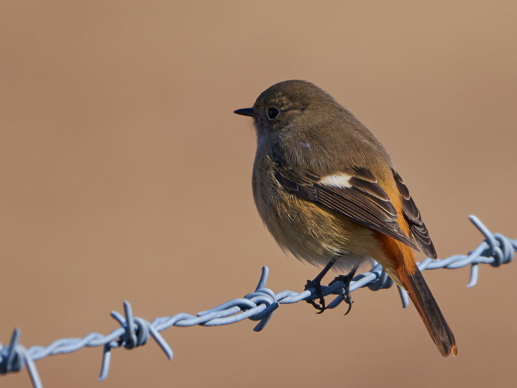 野鳥、名前？？