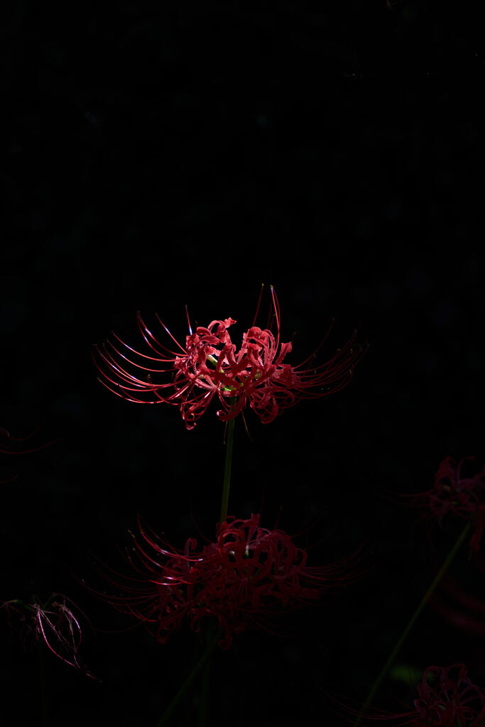 彼岸花2