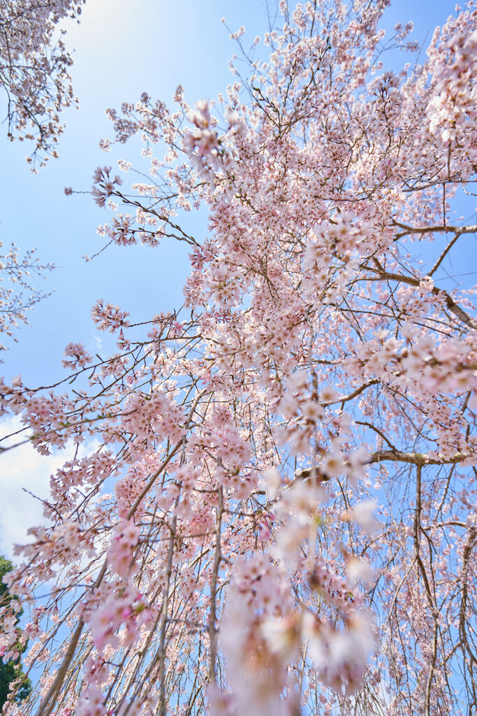 尾関山公園1