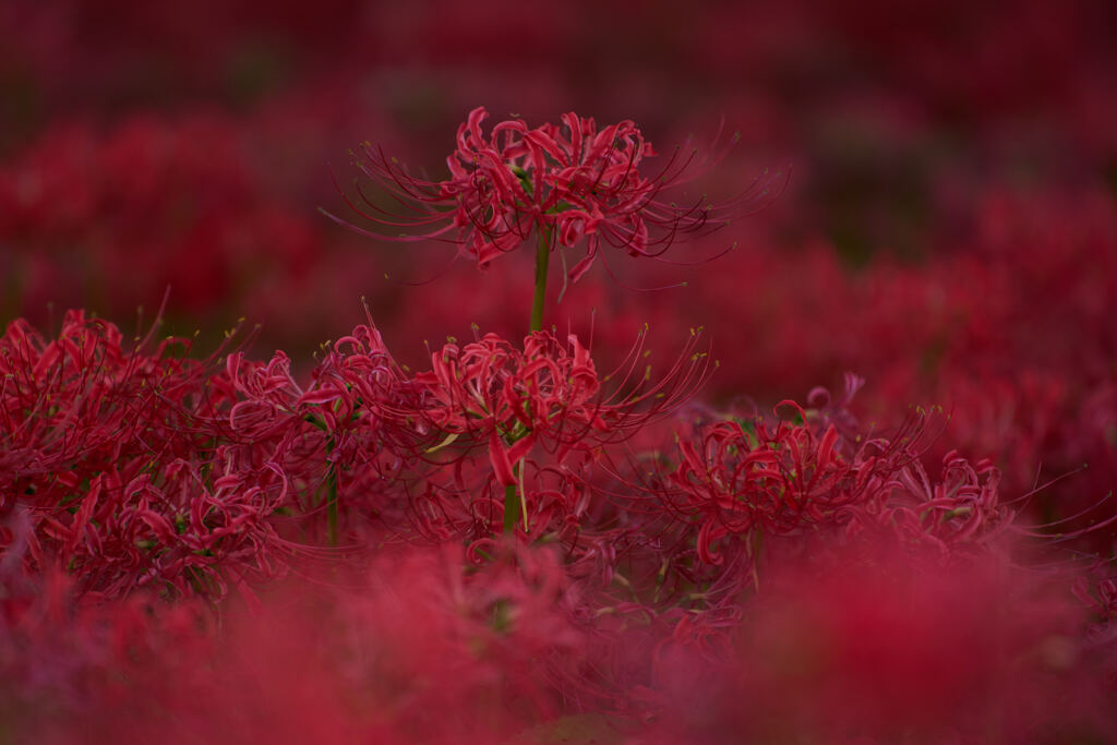 彼岸花1