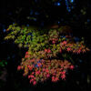 紅葉写真5
