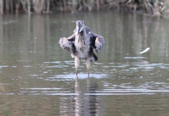 葛西臨海公園