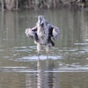 葛西臨海公園