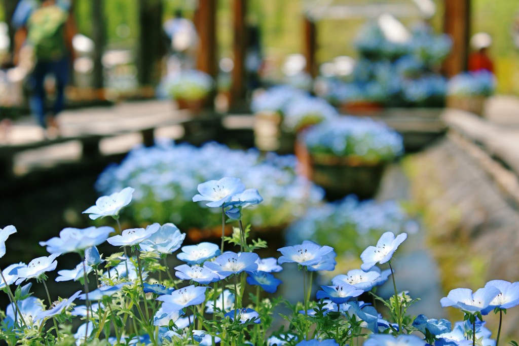 軽井沢　綺麗な花