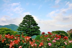 強羅公園　バラ