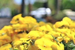 軽井沢　綺麗な花