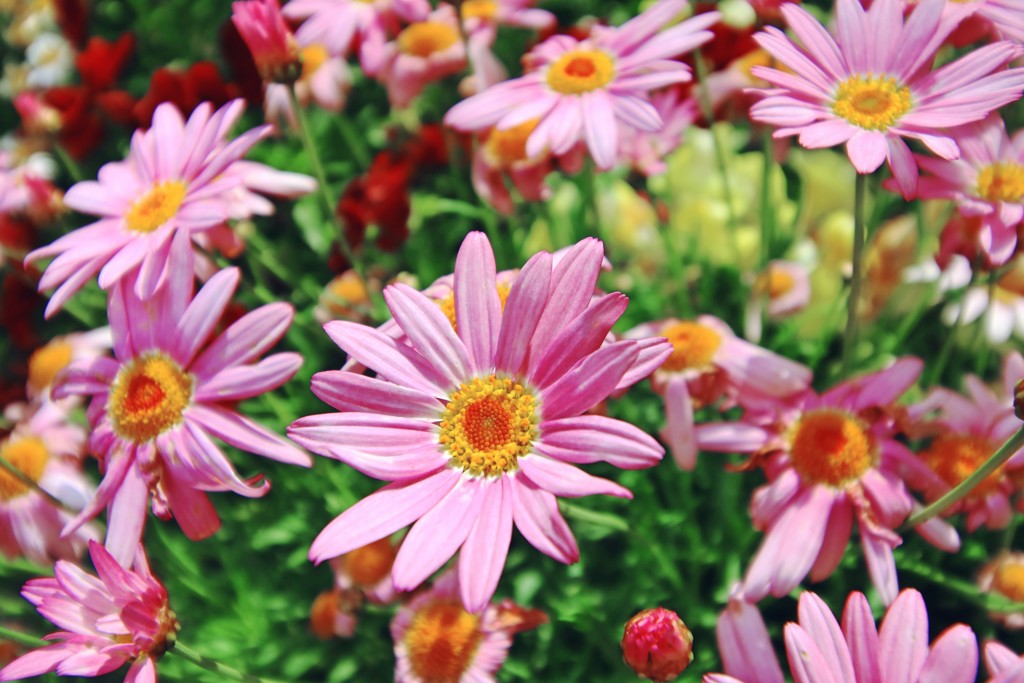 花
