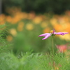 花2