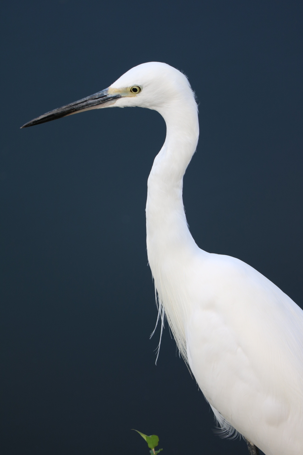 鳥と池